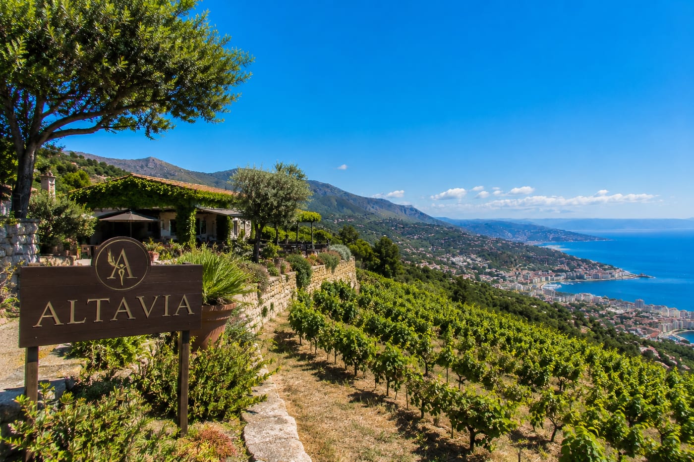 Illustration of Altavia winery near Dolceacqua