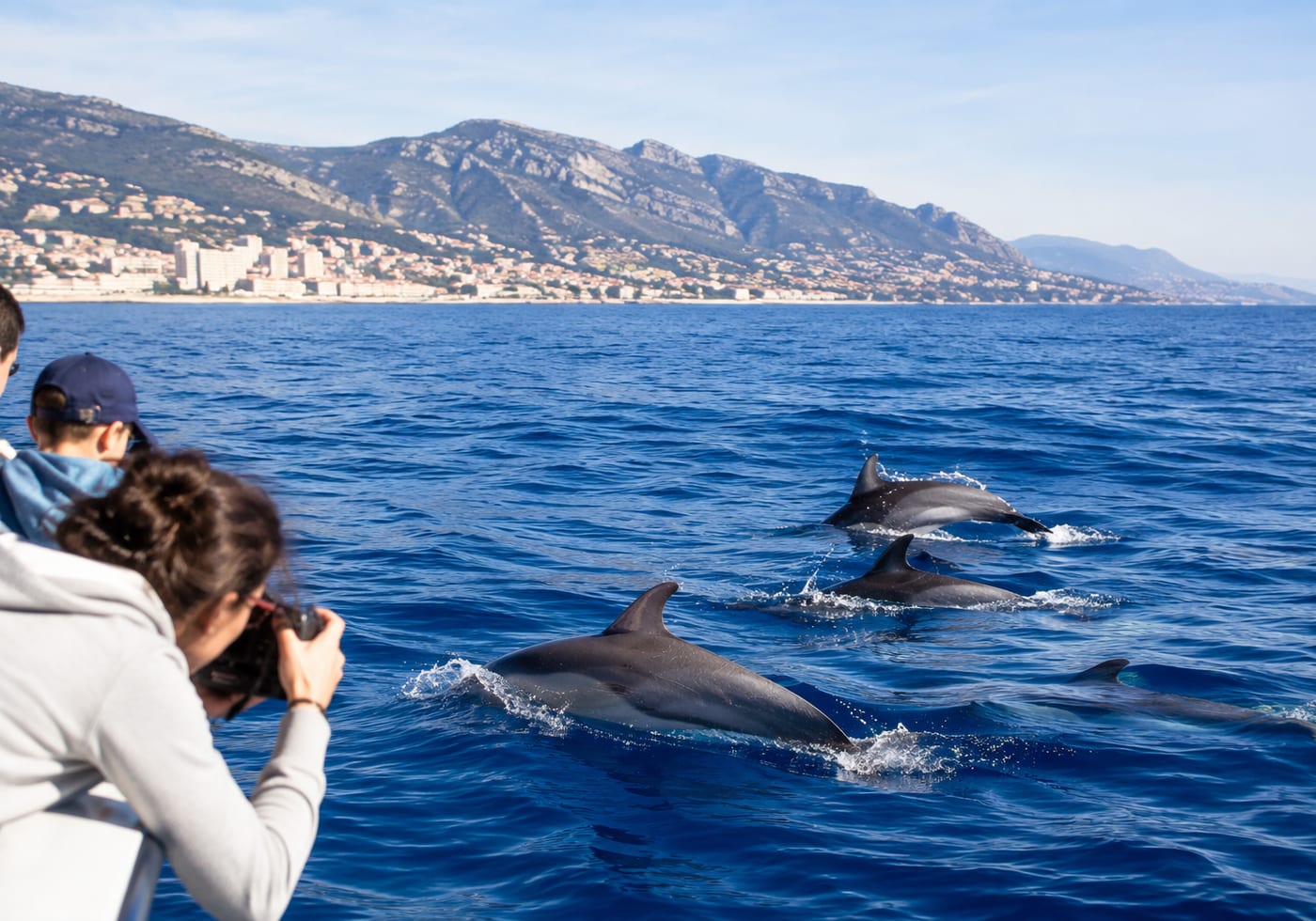 Illustration of the Pelagos Sanctuary for dolphins and whales